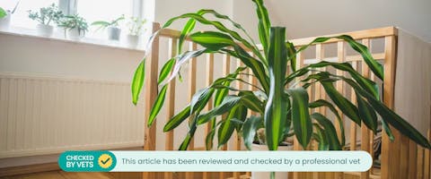 Is dracaena online poisonous to dogs